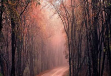 3377体育：2025年全国春季游泳锦标赛圆满落幕，张雨霏张展硕等夺冠.